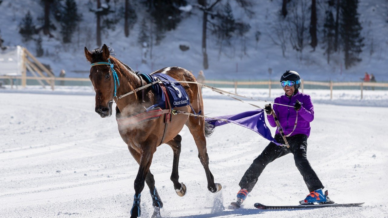 arklys, bėgantis per apsnigtą trasą, tempdamas paskui save slidininką